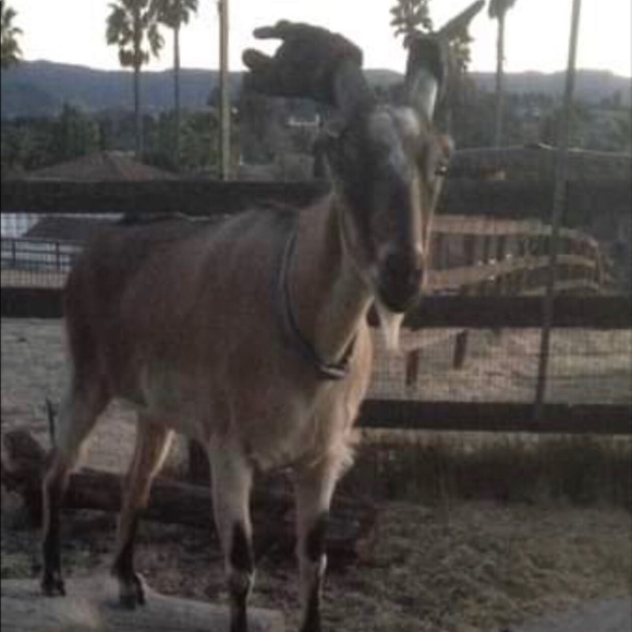 Hi! Thank you for visiting Shadowspond 😊😊😊 - Picture 9 of 16